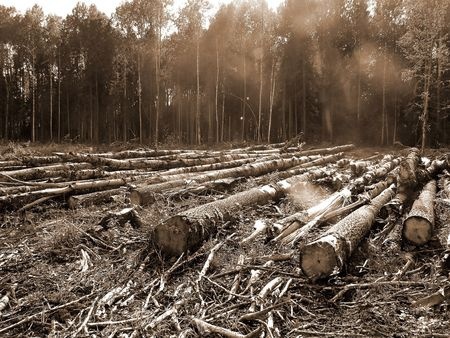 Understanding the Effects of Deforestation - Alaska Specialty Woods